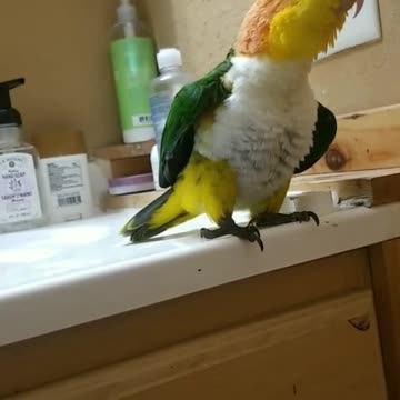 Parrot asserting his masculine dominance