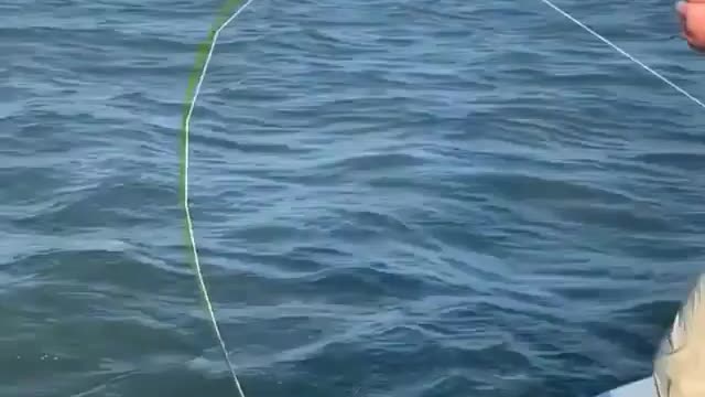 This is a beautiful and charming water-dwelling species