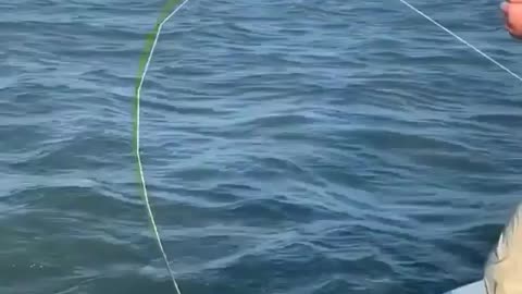 This is a beautiful and charming water-dwelling species