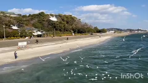 The flock of flying birds is really impossibly beautiful. It will cheer you up