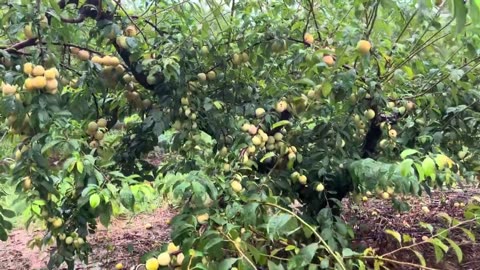 Plums Orchards