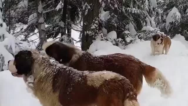 Puppies playing in the snow