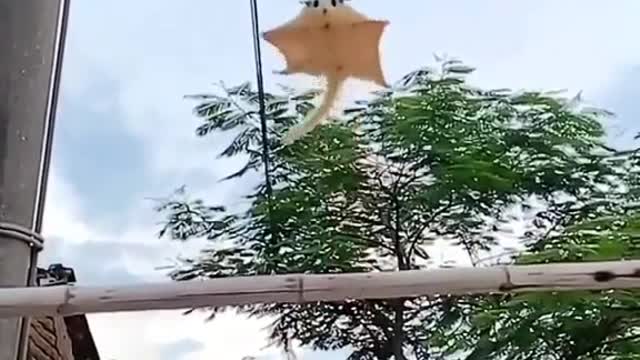 Planted fling the Han