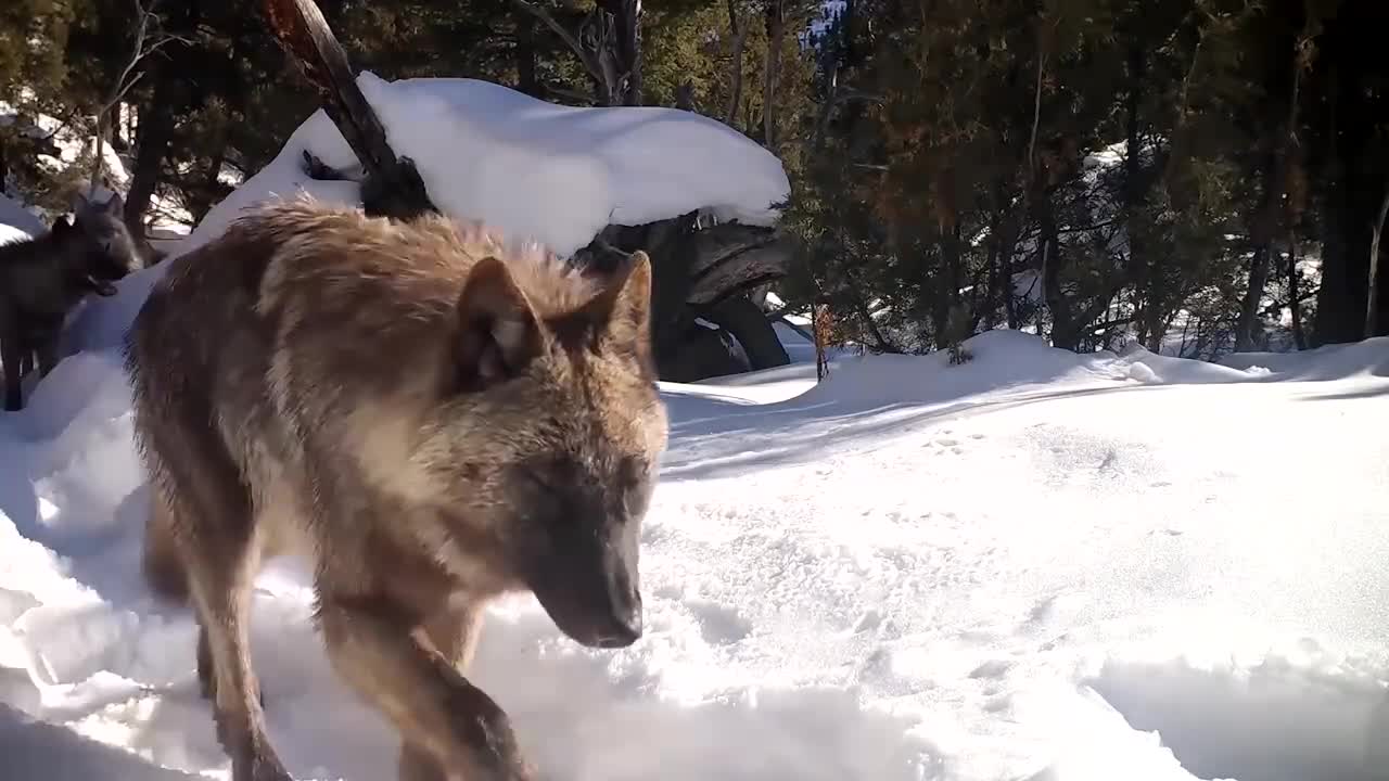 The camera was picked up by this guy