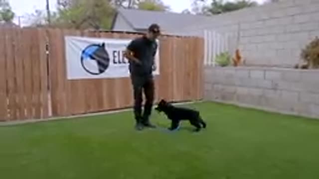 DOG TRAINING FUNDAMENTALS: LESSON 1