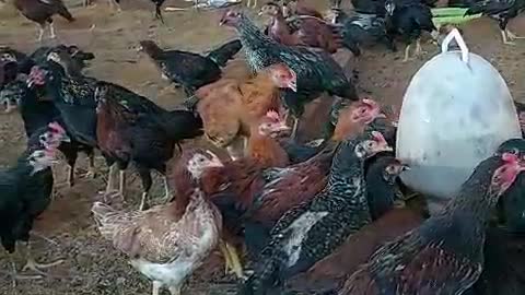 My farm with chicken