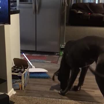 Brooms are so scary!