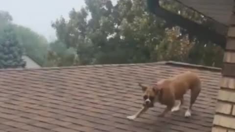 Cute dog on the roof