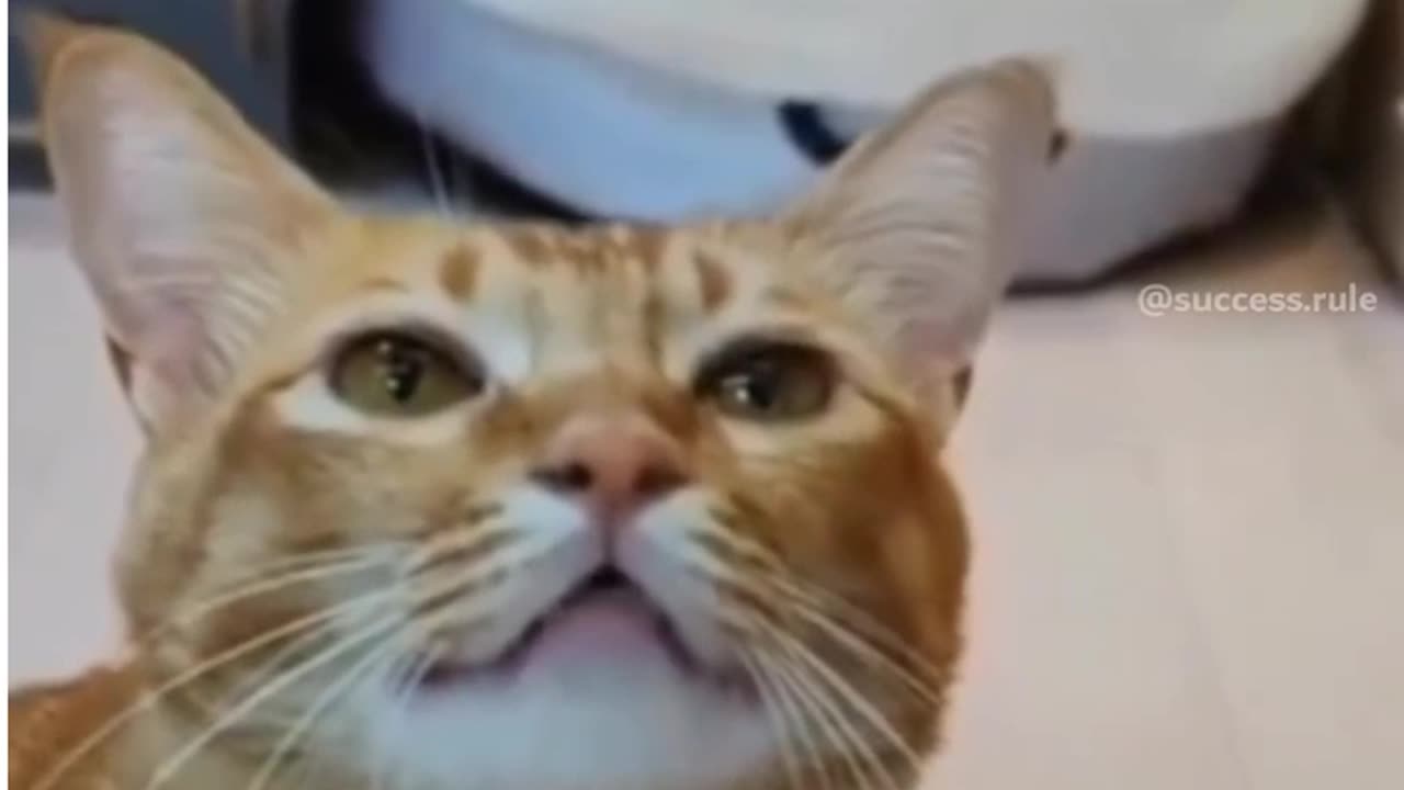 Singer accidentally born as cat.
