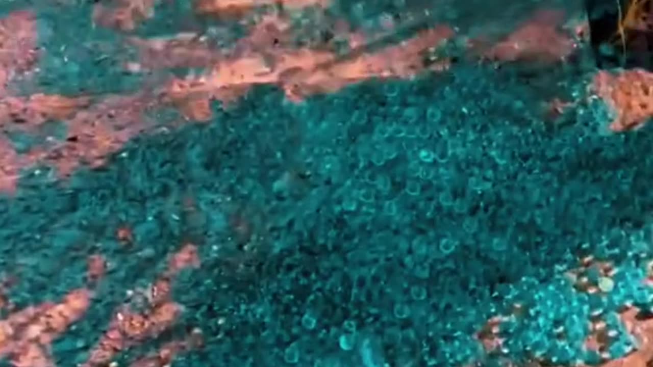 ASMR Tingle Sensation #ASMR #ASMRUSA #SATISFYING (1)
