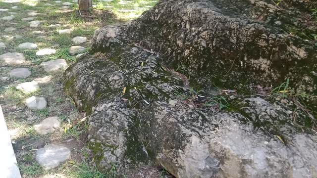 The stone was covered with moss