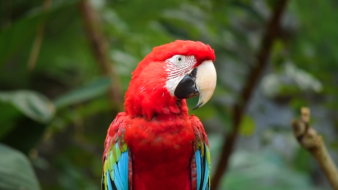 A beautiful red colour parrot