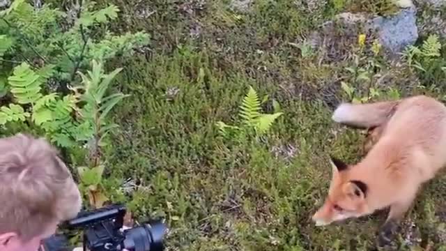 Caption this for us! 😅🦊 Curious Fox filmed