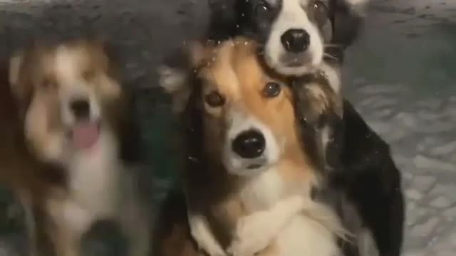 Cute dog 🐕 😍 💖