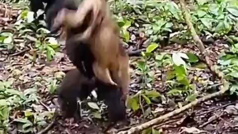 Apes Often Keep Attacking Animal Corpses