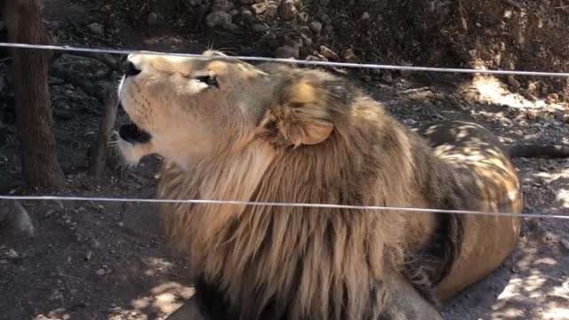 Roaring Lion Behind Fence!