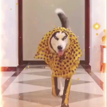 "Epic Dog Talent Show: Pawsome Performances!"