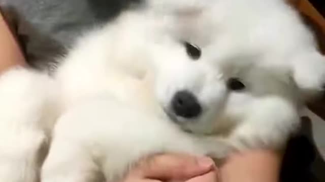 Perrito muy tierno