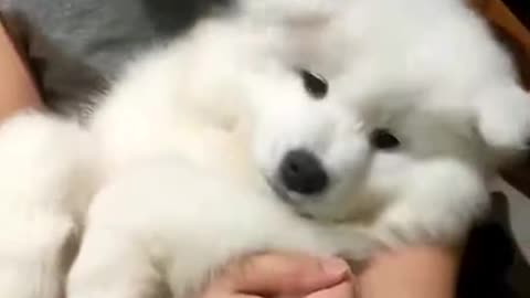 Perrito muy tierno