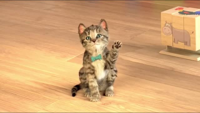 Cat Stopmotion in Real Life, Little Kitten My Favorite Cat, Cute Kitten