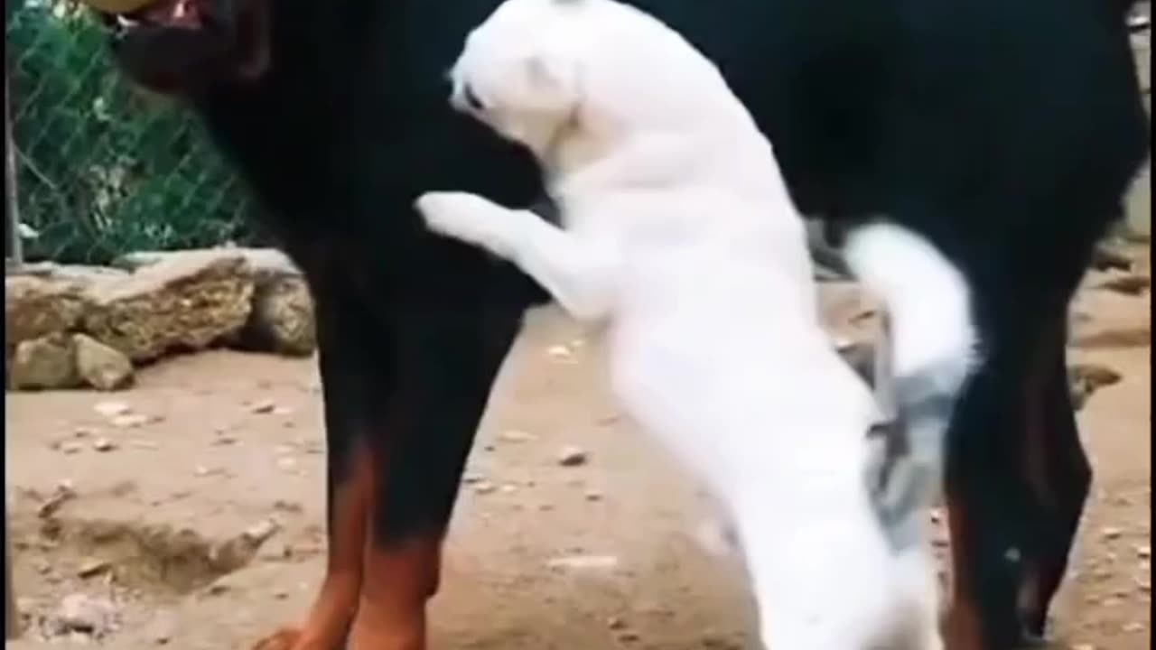 funny cat dog