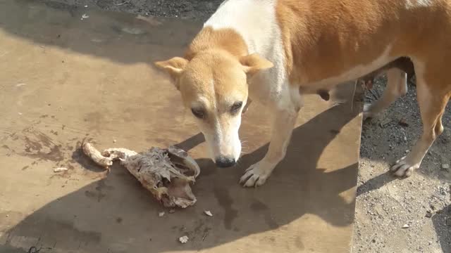 Dogs eating chicken bones boiled