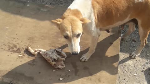 Dogs eating chicken bones boiled