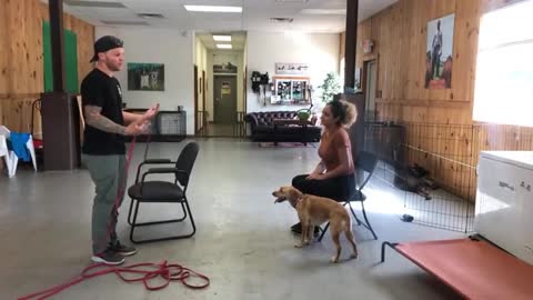 Dog Reaction Training for Aggressive Behavior
