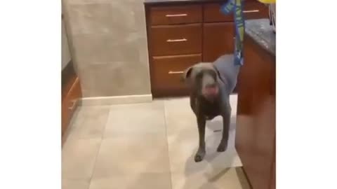 How Ridiculous...!!!🤣 Try Not To Laugh
