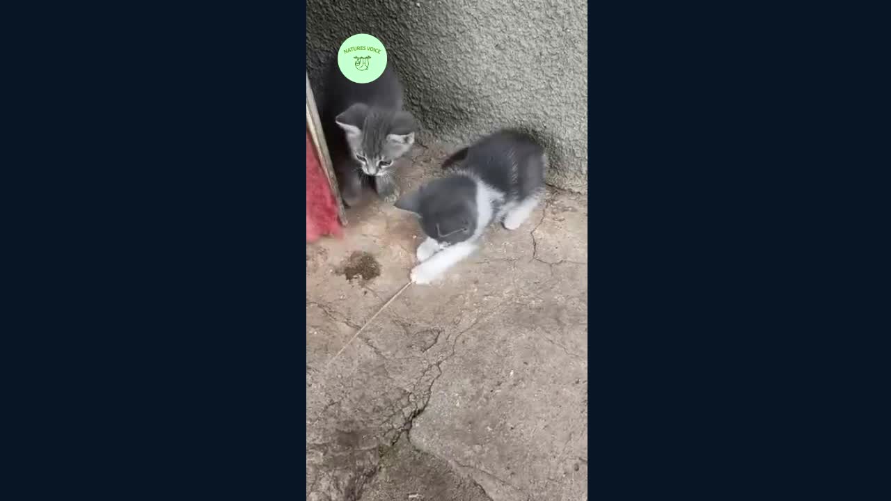 😻 Playfull kitten 😻 makes the heart melt like butter