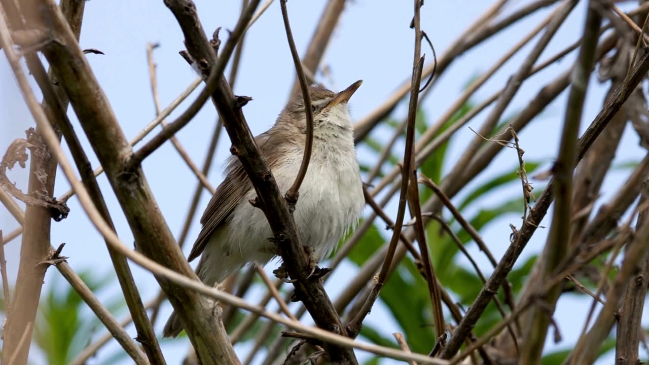 Forest Birds sounds for Relaxing