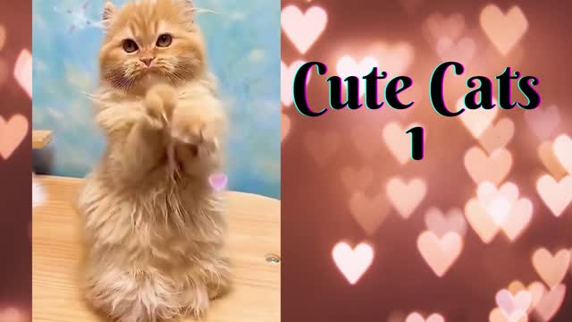 CUTE CATS - Don't try to hold back Laughter