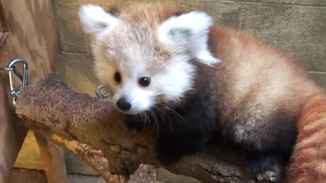 Red Baby Panda