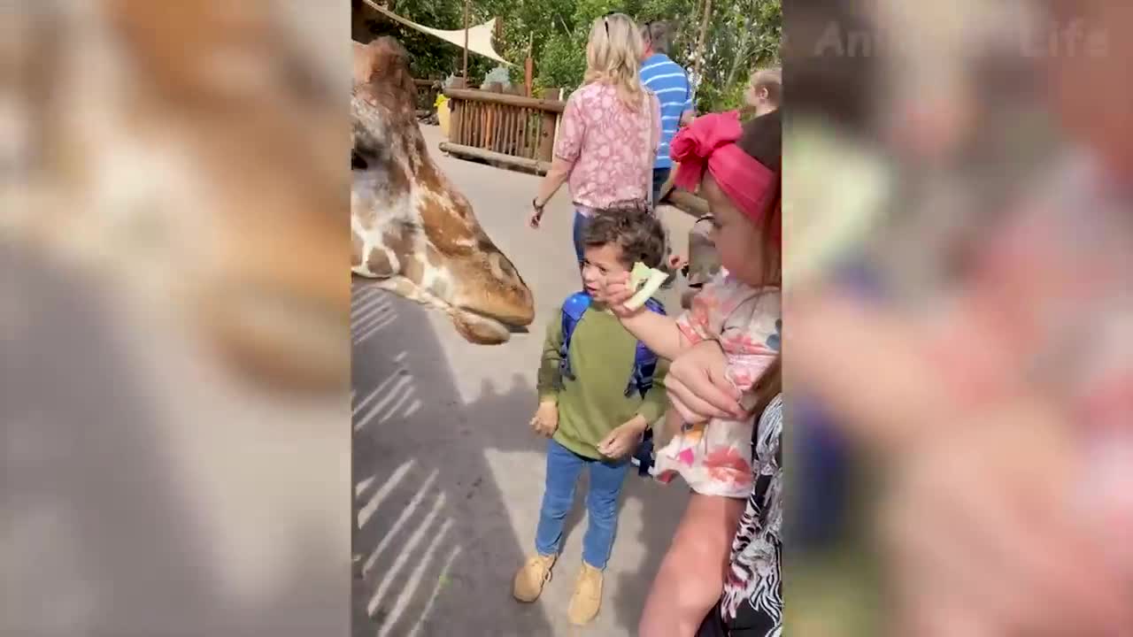 UNEXPECTED ANIMAL ATTACK- WILD MOMWNTS