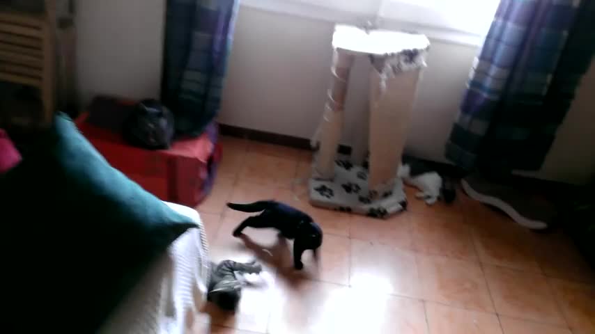 Video de gatos locos jugando