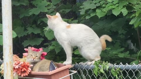 Two Cats One Napping One Exploring