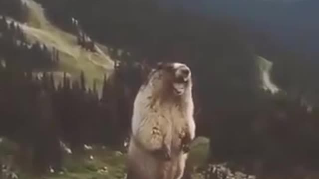 bear shouting funny clip