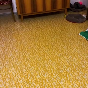 funny|prank|jokes|funny jokes|dad jokes|funny memes|funny video|fun|laughing|funny animal|knock 21