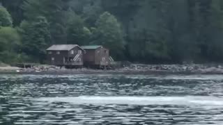 Orca Soars Above the Water