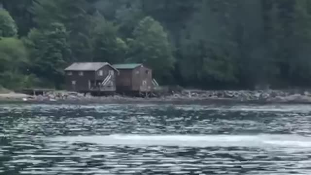 Orca Soars Above the Water