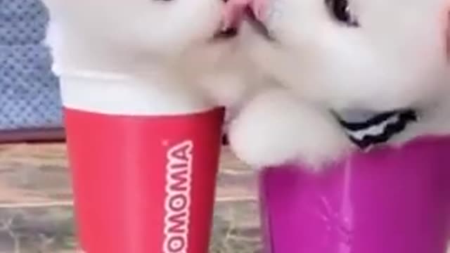 Cute 🐕 dog in cup