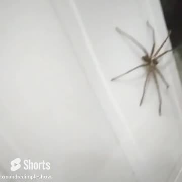 Giant Huntsman Spider in Philippines #shorts #huntsmanspider #pilippines #viral #viralvideo
