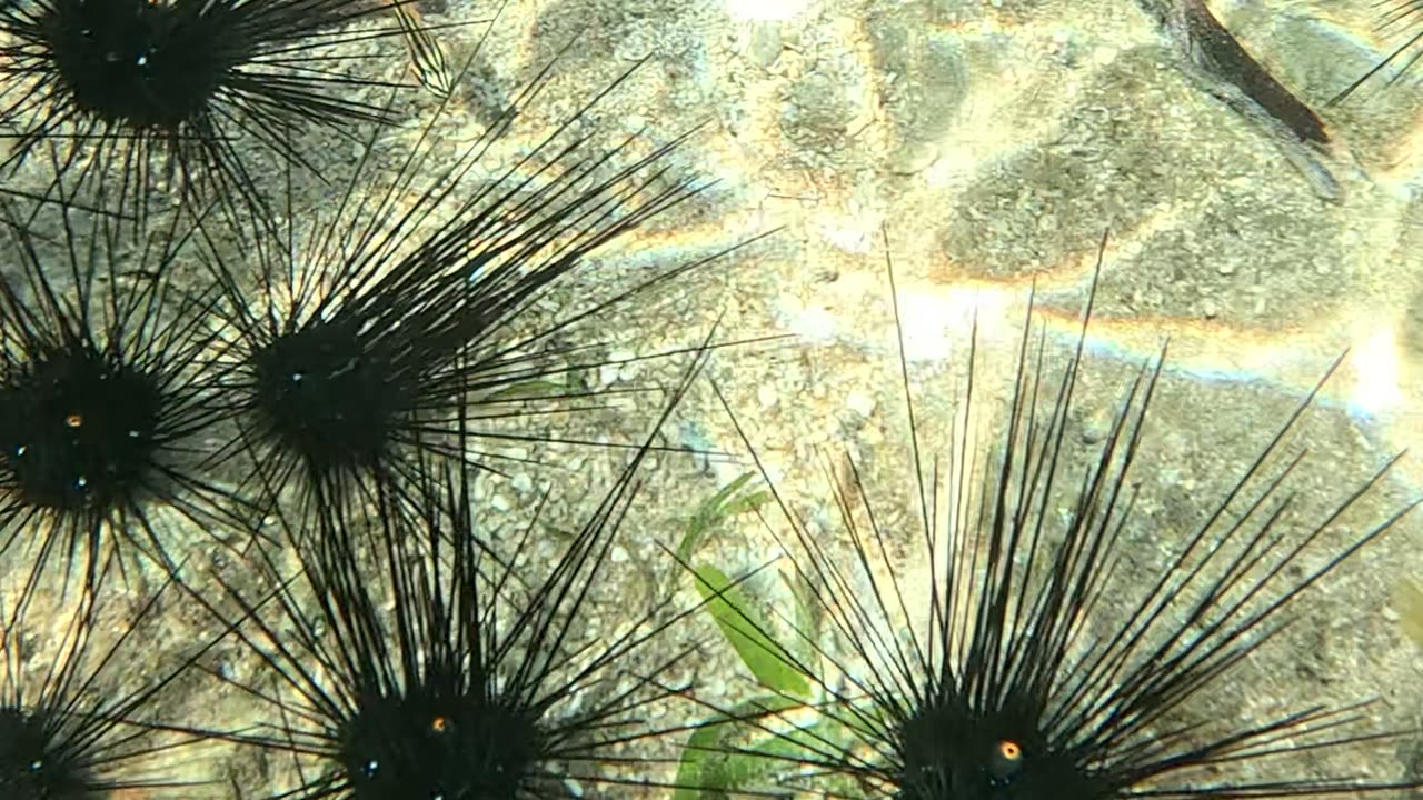 Sea Urchins, the spiky wonders of the sea! 🌊