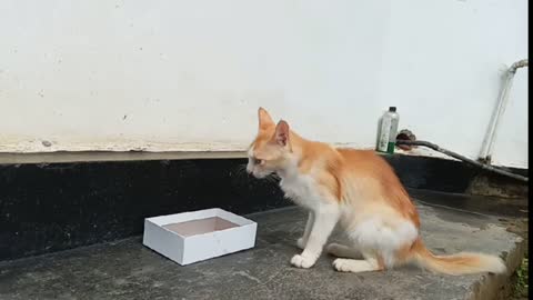 Cat eting food