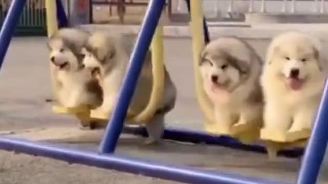 Baby cute dogs and Funny Dogs Videos Compilation