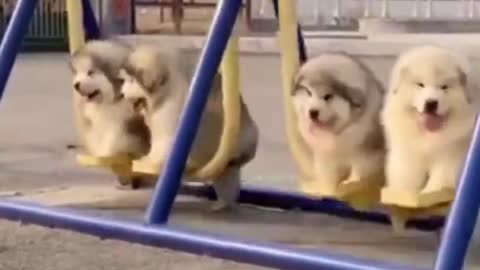 Baby cute dogs and Funny Dogs Videos Compilation