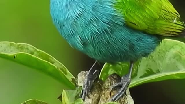 Bird's video| meditation video for positive energy|relaxing video|natural video song#meditation song