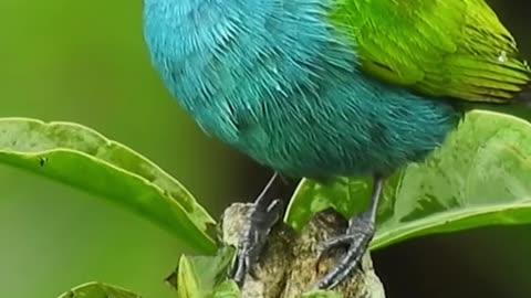 Bird's video| meditation video for positive energy|relaxing video|natural video song#meditation song