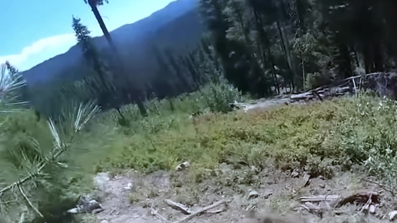 12 Bear Encounters Way Too Scary To Handle