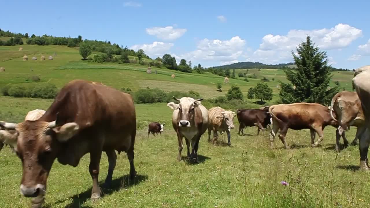 Cows on beautiful nature